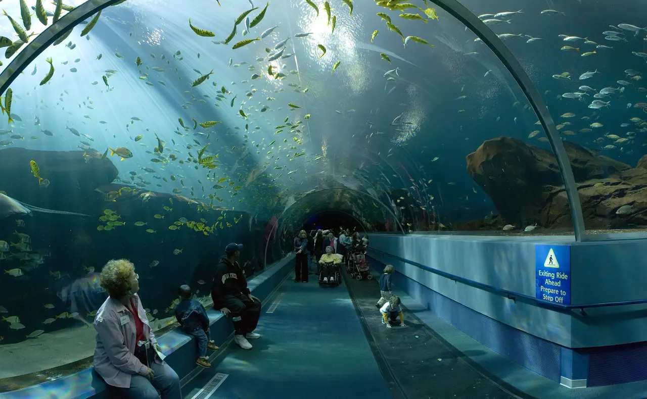Ocean Voyager at Georgia Aquarium, photographed in 2006.