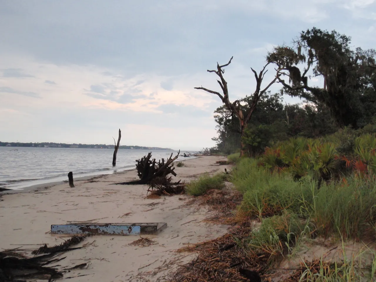 Fallen trees line Driftwood Beach on Jekyll Island.